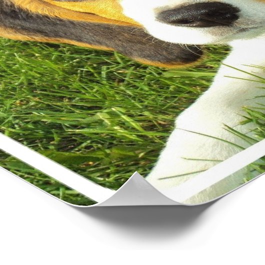 Poster Imprimer l'affiche beagle (Coin)