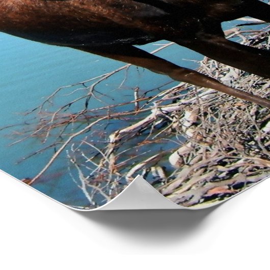 Poster Imprimer l'affiche Bull Moose (Coin)