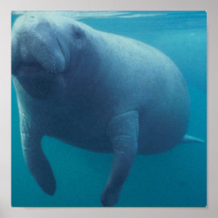Poster Imprimer l'affiche Manatee