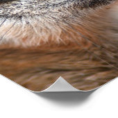 Poster Imprimer l'affiche Meerkate (Coin)