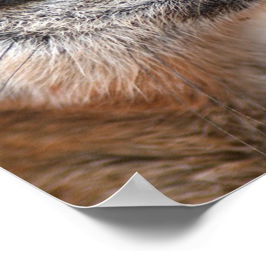 Poster Imprimer l'affiche Meerkate (Coin)