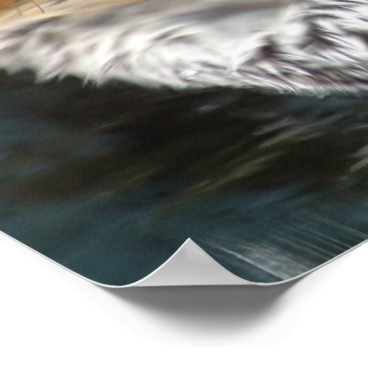 Poster Imprimer l'affiche Sea Otter (Coin)