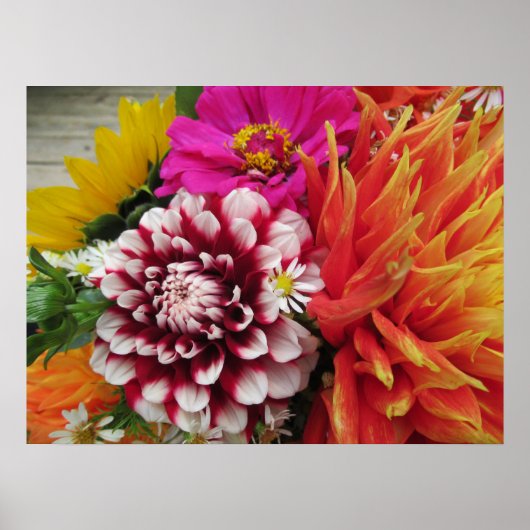 Poster Imprimer l'affiche Vivid Dahlias et Zinnias (Devant)