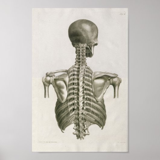 Poster Imprimer l'anatomie de la colonne vertébrale vinta (Devant)
