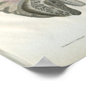 Poster Imprimer l'anatomie du cerveau humain (Coin)