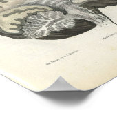 Poster Imprimer l'anatomie du cerveau humain (Coin)