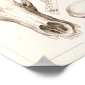 Poster Imprimer l'anatomie du crâne de l'ours et du diabl (Coin)