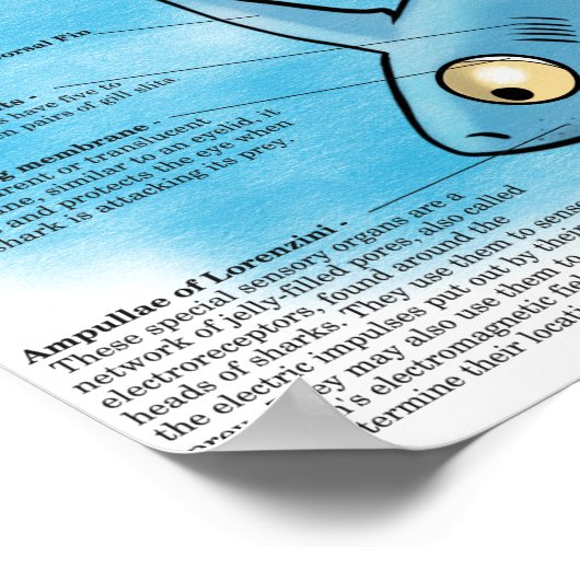 Poster Imprimer l'anatomie du requin (Coin)