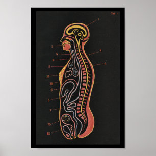 Poster Imprimer l'anatomie humaine vintage