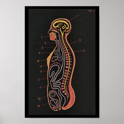 Poster Imprimer l'anatomie humaine vintage (Devant)