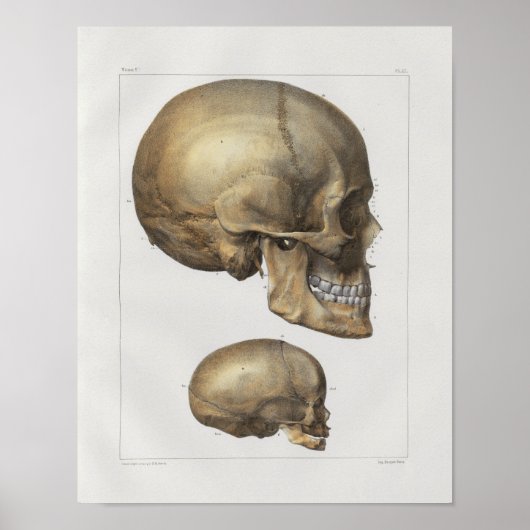 Poster Imprimer l'anatomie Vintage du crâne humain 1867 (Devant)