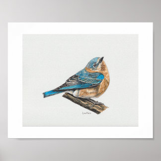 Poster Imprimer l'art des oiseaux bleus de l'Est féminin