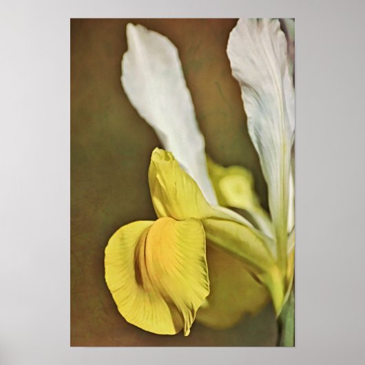 Poster Imprimer l'art photographique Fleur de Jaune Iris (Devant)