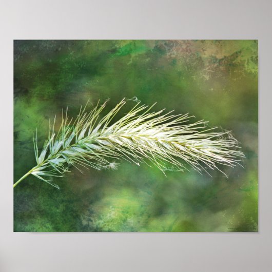 Poster Imprimer l'art photographique Foxtail vert (Devant)