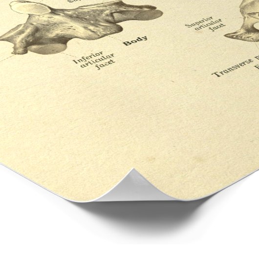 Poster Imprimer l'axe de l'Atlas de l'anatomie des vertèb (Coin)