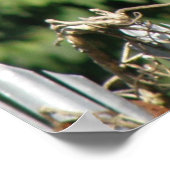 Poster Imprimer l'équilibrage des écureuils (Coin)