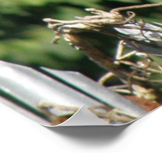 Poster Imprimer l'équilibrage des écureuils (Coin)