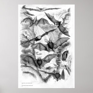 Poster Imprimer les chauves-souris vintages
