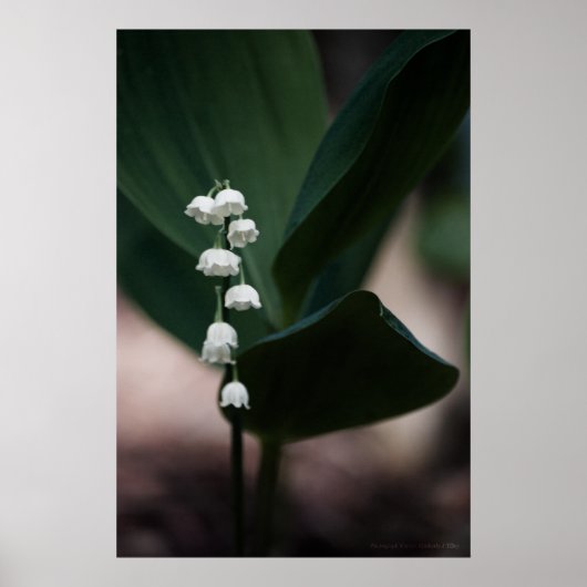 Poster Imprimer les cloches sucrées (Devant)