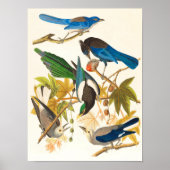 Poster Imprimer les oiseaux vintages (Devant)