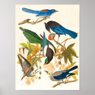 Poster Imprimer les oiseaux vintages