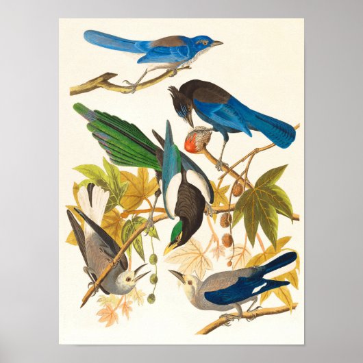 Poster Imprimer les oiseaux vintages (Devant)