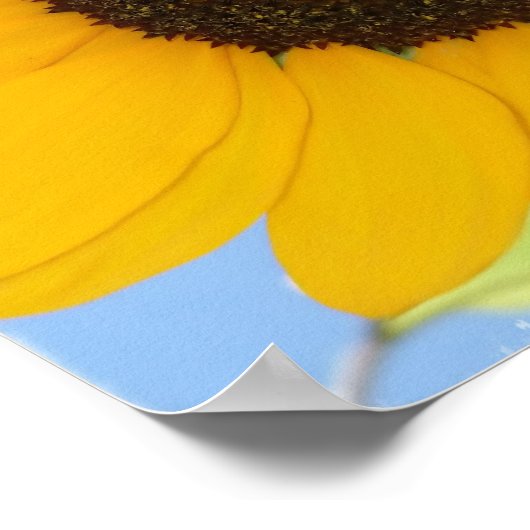Poster Imprimer l'image de tournesol (Coin)
