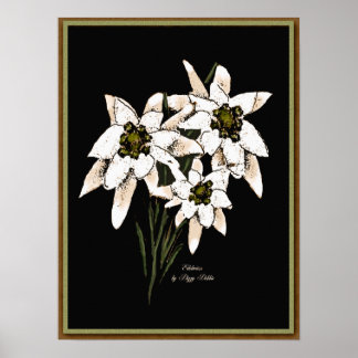 Poster Imprimer l'oeuvre Edelweiss