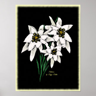 Poster Imprimer l'oeuvre Edelweiss