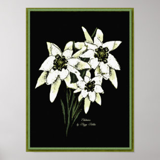 Poster Imprimer l'oeuvre Edelweiss