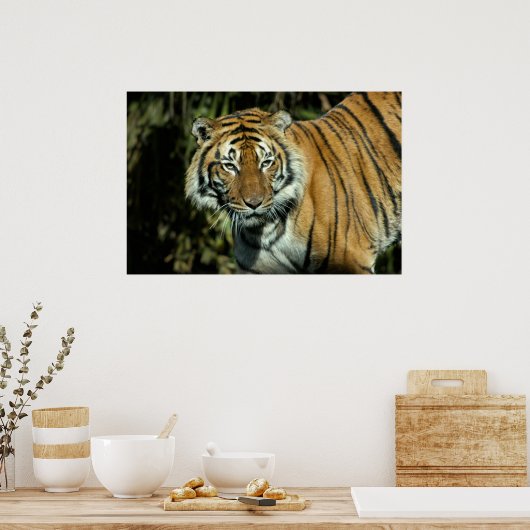 Poster Imprimer : Malayan Tiger (Cuisine)