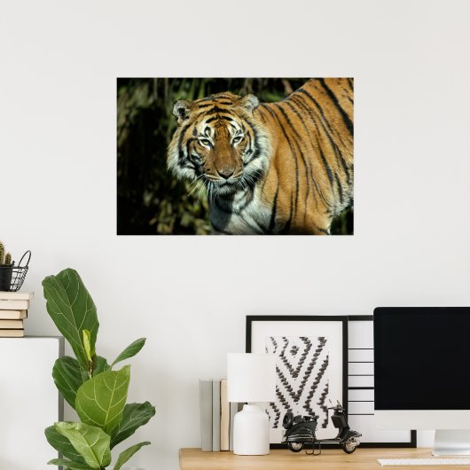 Poster Imprimer : Malayan Tiger (Bureau à domicile)