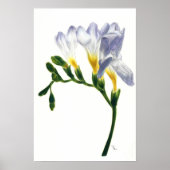 Poster Imprimer Mauve Freesias (Devant)