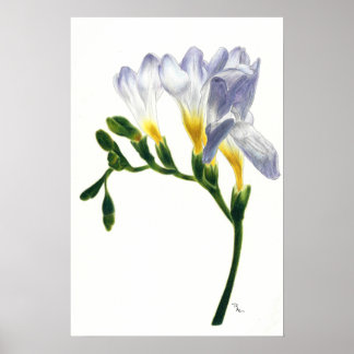 Poster Imprimer Mauve Freesias