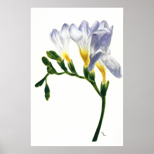Poster Imprimer Mauve Freesias (Devant)
