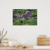 Poster Imprimer Mountain Deer et Lupine (Cuisine)