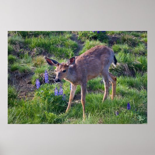 Poster Imprimer Mountain Deer et Lupine (Devant)