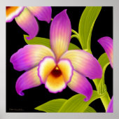 Poster Imprimer orchidée de Dendrobium Nobile (Devant)