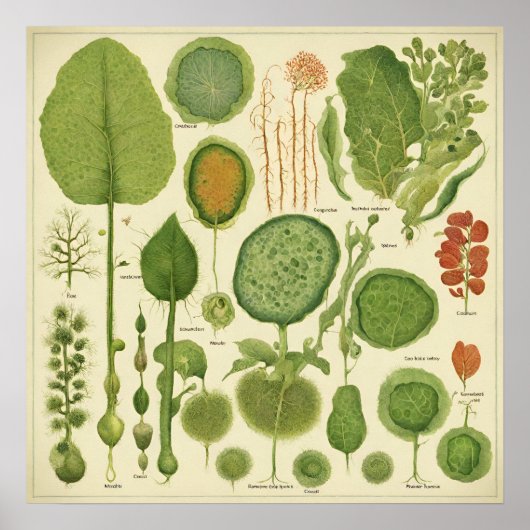 Poster Imprimer, Papier d'affiche de valeur (Matte) (Devant)