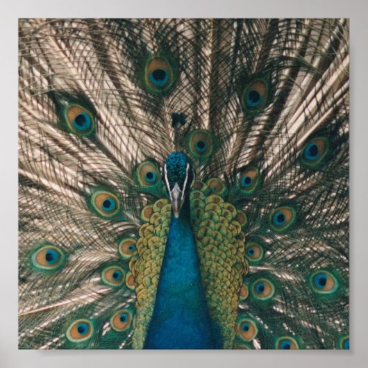 POSTER IMPRIMER PEACOCK CANVAS (Devant)