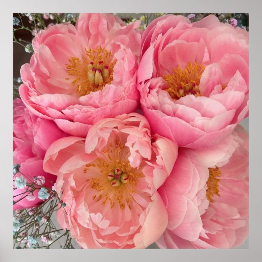 Poster IMPRIMER | Peonies I (30"x30") (Devant)