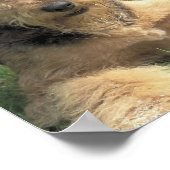 Poster Imprimer photo Airedale Terrier (Coin)
