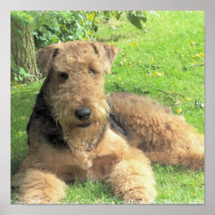 Poster Imprimer photo Airedale Terrier