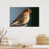 Poster Imprimer photo d'oiseau de Finple (Cuisine)