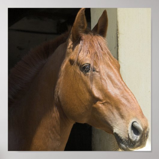 Poster Imprimer photo du Cheval du quartier américain (Devant)