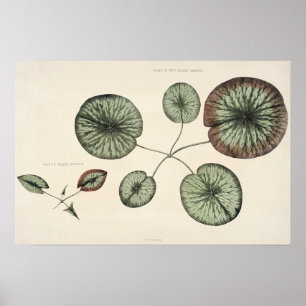 Poster Imprimer plan botanique vintage Lily Pad