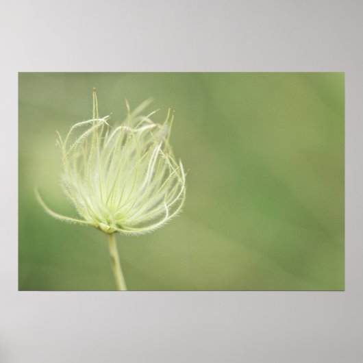 Poster Imprimer : Plume Apache (Devant)