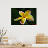 Poster Imprimer : Plumeria #3 (Cuisine)