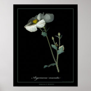 Poster Imprimer Prickly Poppy Botanical Art