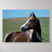 Poster Imprimer Regal Morgan Mare (Devant)